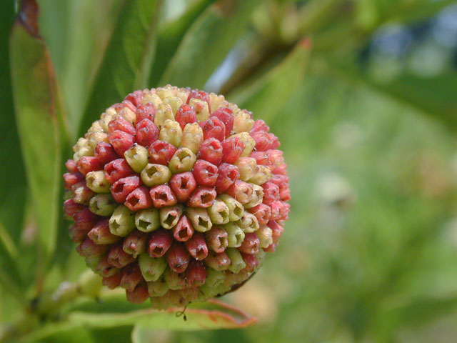 Cephalanthus occidentalis (Common buttonbush) #14599