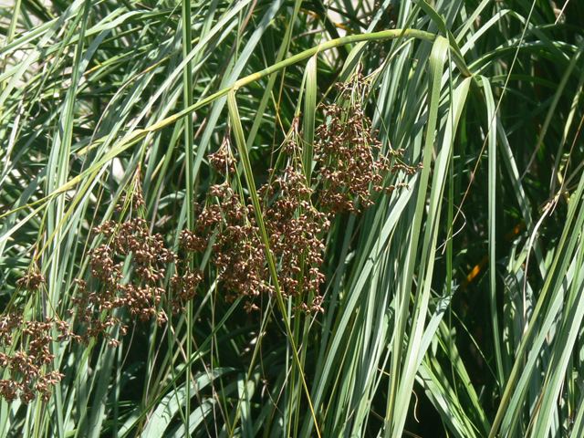 Cladium mariscus ssp. jamaicense (Jamaica swamp sawgrass) #19547