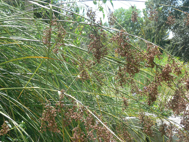 Cladium mariscus ssp. jamaicense (Jamaica swamp sawgrass) #19548