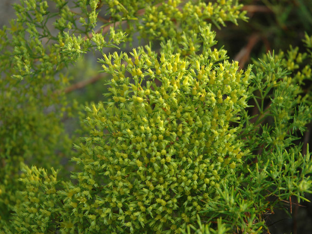 Paronychia virginica (Whitlow-wort) #20094