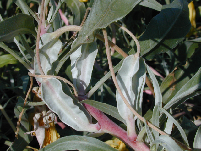 Oenothera macrocarpa ssp. incana (Bigfruit evening-primrose) #20098