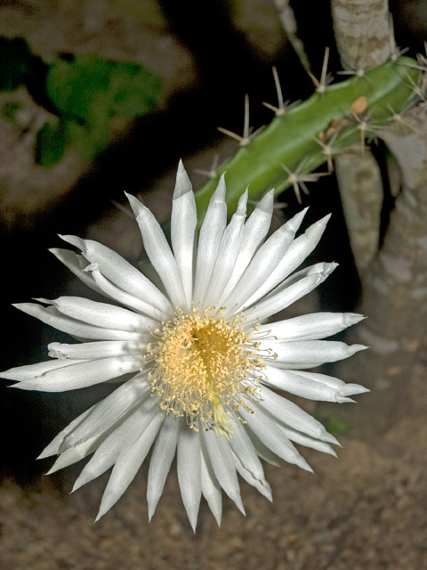 Acanthocereus tetragonus (Triangle cactus) #20091