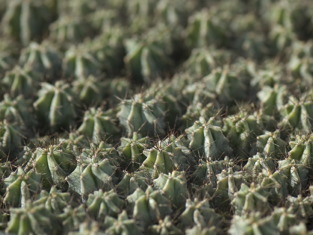 Echinocereus pentalophus (Ladyfinger cactus) #26602