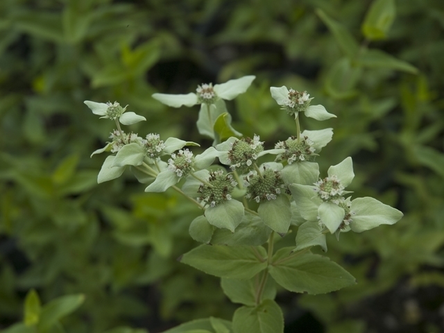 Pycnanthemum albescens (Whiteleaf mountain mint) #26831