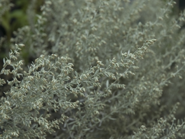 Artemisia ludoviciana (Louisiana artemisia) #26832