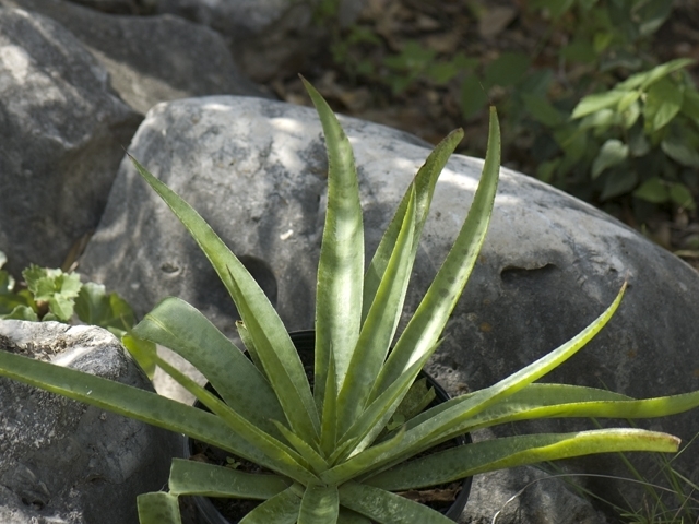 Manfreda variegata (Mottled tuberose) #26835