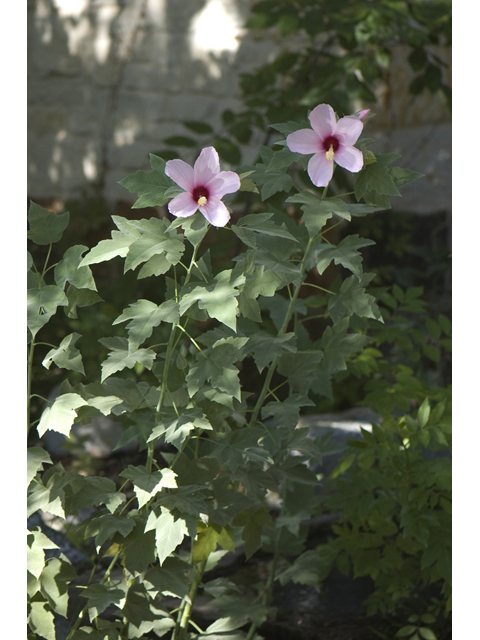 Hibiscus grandiflorus (Swamp rose-mallow) #33093