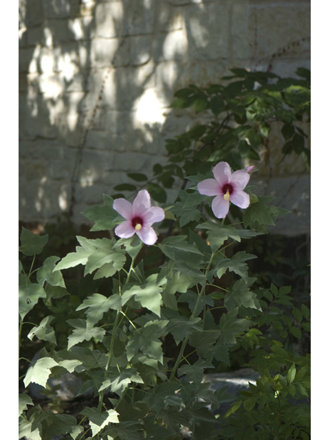 Hibiscus grandiflorus (Swamp rose-mallow) #33094
