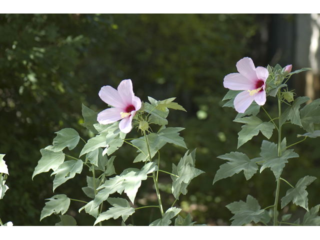 Hibiscus grandiflorus (Swamp rose-mallow) #33095
