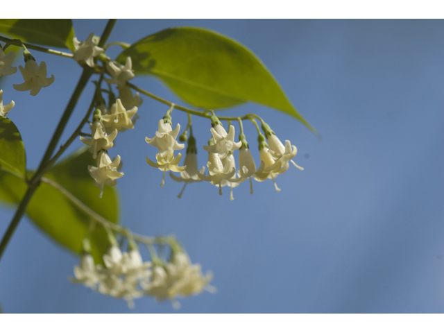 Chiococca alba (Snowberry) #42372