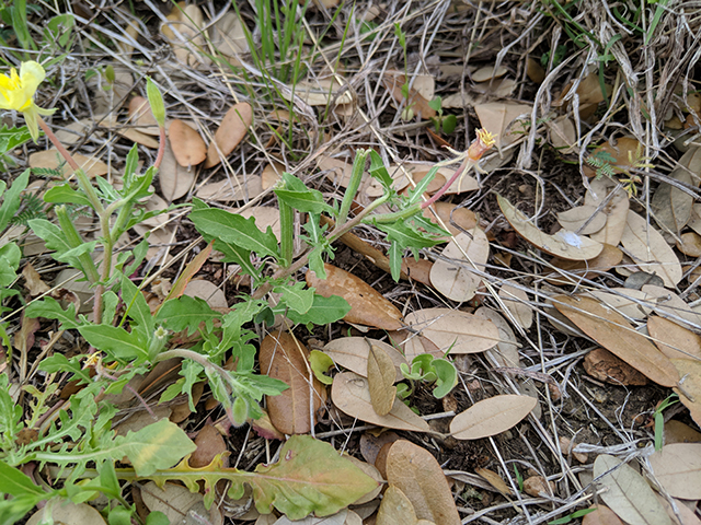 Oenothera laciniata (Cutleaf evening-primrose) #67627