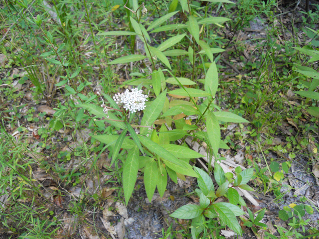 Asclepias perennis (White swamp milkweed) #28198