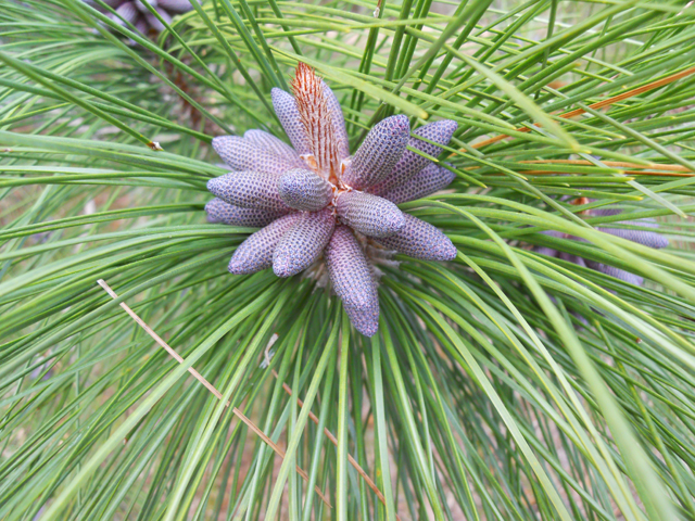 Pinus elliottii (Slash pine) #28202