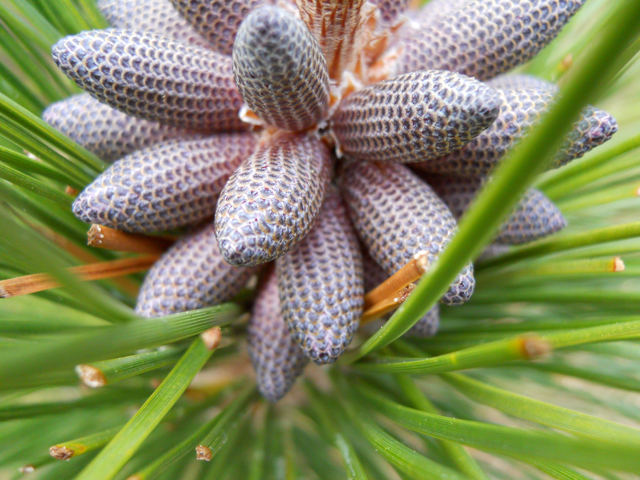 Pinus elliottii (Slash pine) #28203