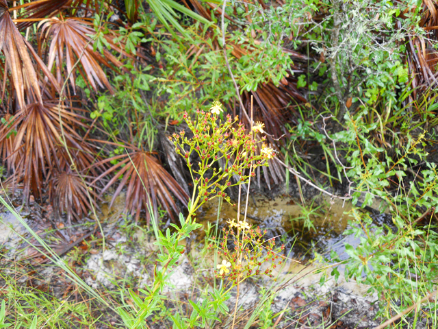 Hypericum cistifolium (Roundpod st. john's-wort) #28644