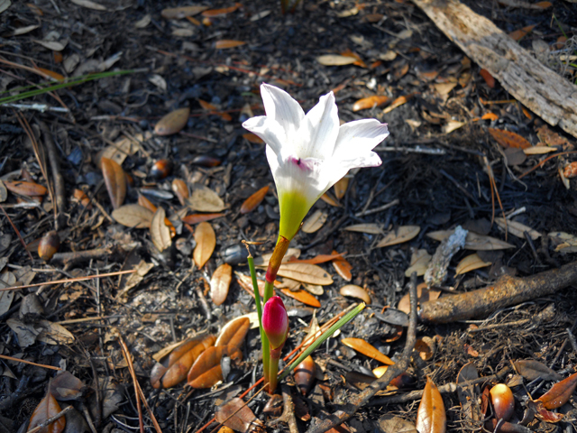 Zephyranthes atamasca (Atamasco lily) #28867
