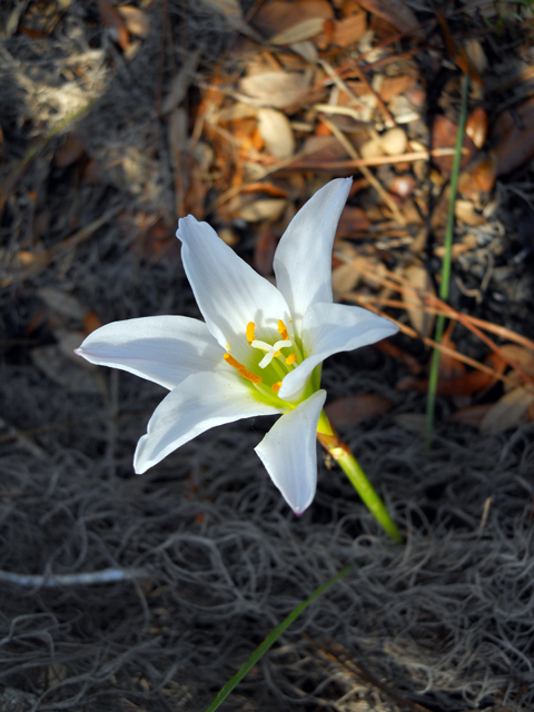 Zephyranthes atamasca (Atamasco lily) #28868