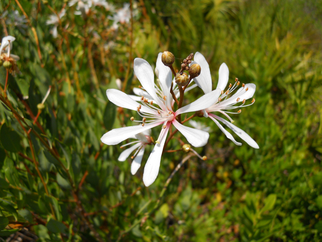 Bejaria racemosa (Tarflower) #28874