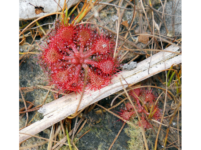 Drosera capillaris (Pink sundew) #28875