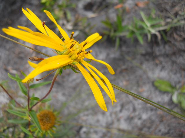 Phoebanthus grandiflorus (Florida false sunflower) #28892