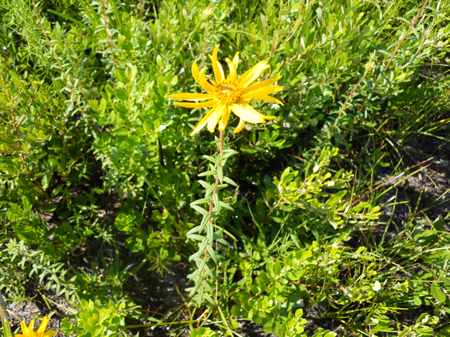 Phoebanthus grandiflorus (Florida false sunflower) #28893