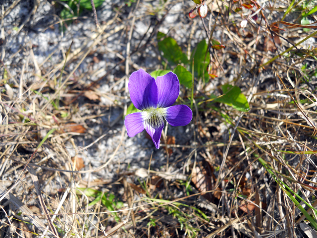 Viola sororia (Missouri violet) #28910