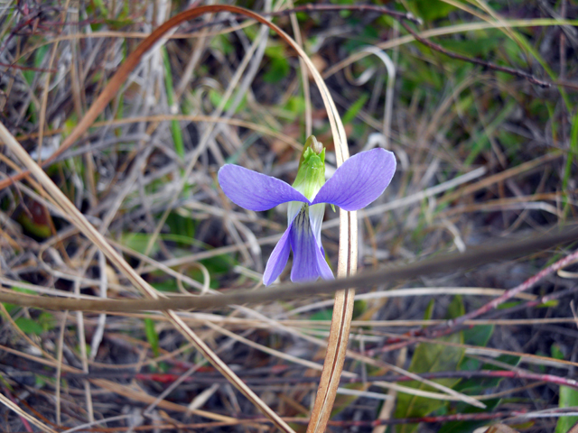 Viola sororia (Missouri violet) #28912