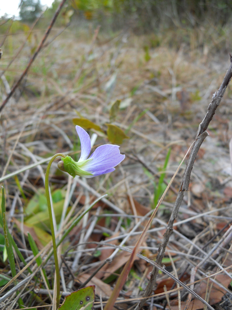 Viola sororia (Missouri violet) #28913