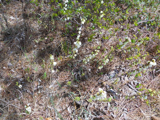 Asimina reticulata (Netted pawpaw) #31217