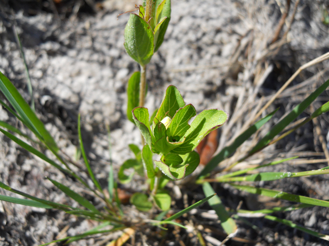 Dyschoriste oblongifolia (Oblongleaf snakeherb) #31235