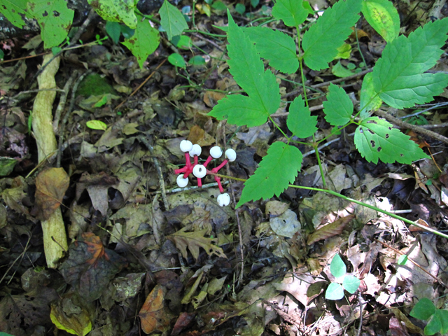 Actaea pachypoda (White baneberry) #28418