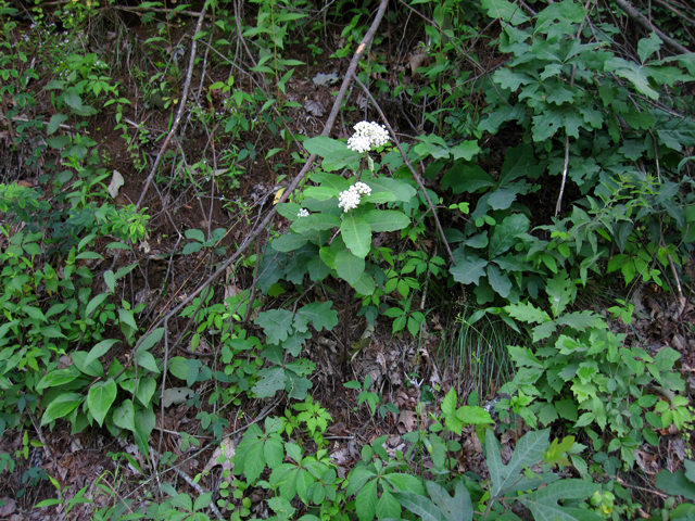 Asclepias variegata (Redring milkweed) #33630