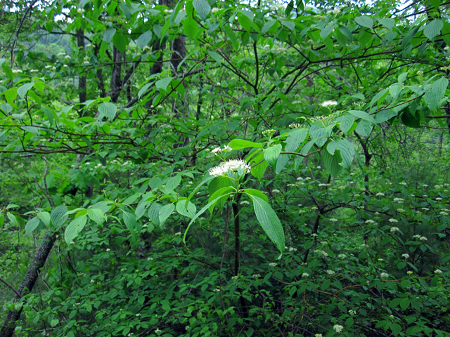 Cornus alternifolia (Alternateleaf dogwood) #33631