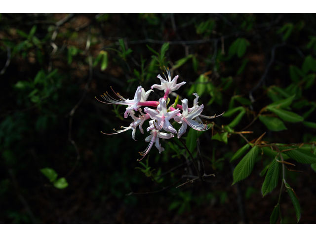 Rhododendron canescens (Mountain azalea) #33734