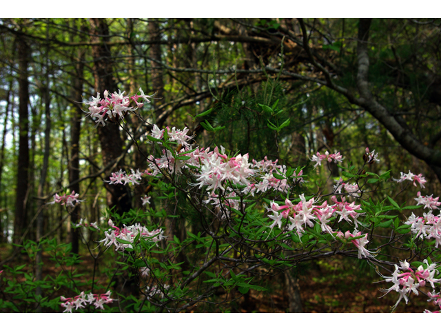 Rhododendron canescens (Mountain azalea) #33735