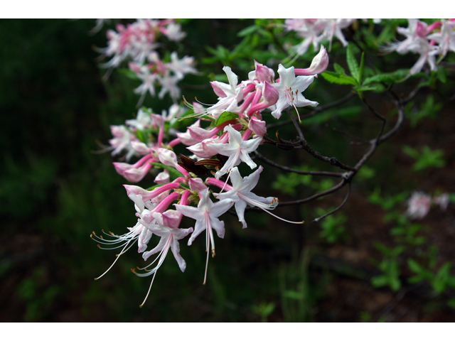 Rhododendron canescens (Mountain azalea) #33736