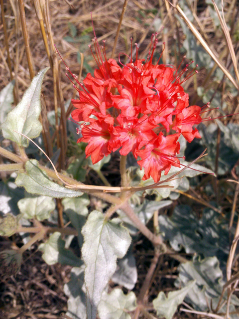 Nyctaginia capitata (Devil's bouquet) #28852