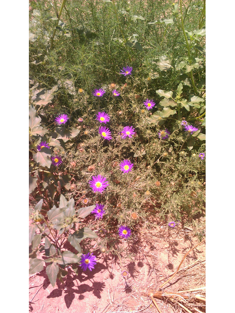 Machaeranthera tanacetifolia (Tahoka daisy) #31321