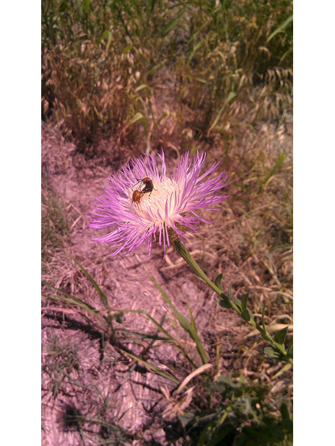 Centaurea americana (American basket-flower) #31325