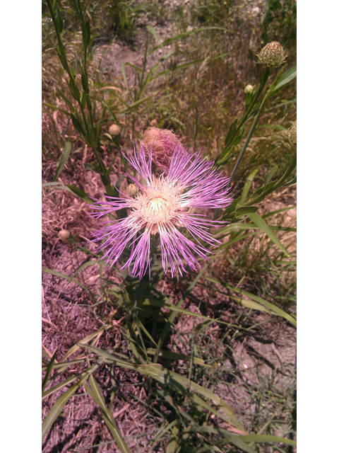 Centaurea americana (American basket-flower) #31326