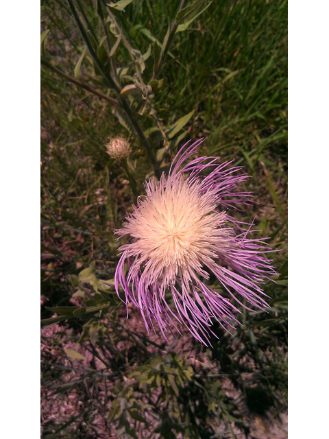 Centaurea americana (American basket-flower) #31327