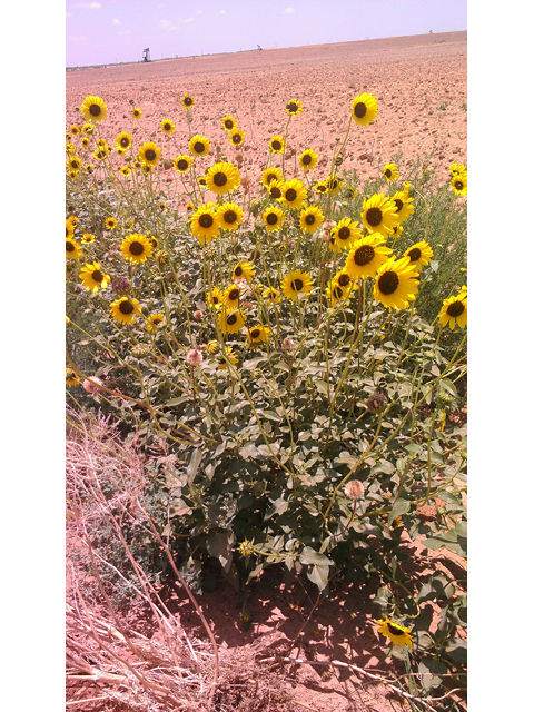 Helianthus annuus (Common sunflower) #31334