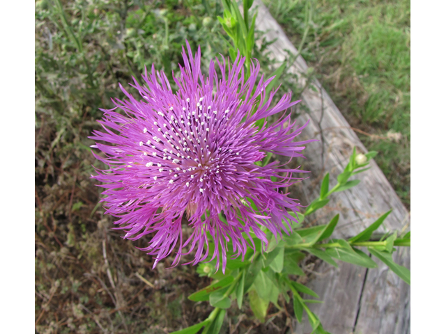 Centaurea americana (American basket-flower) #33110