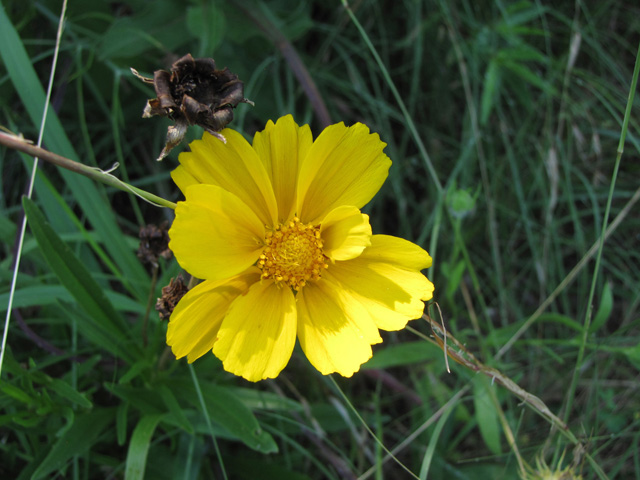 Coreopsis grandiflora (Largeflower tickseed) #33115