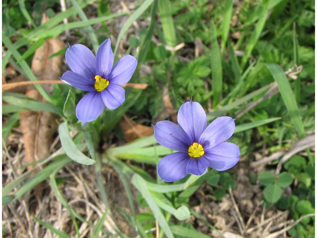 Sisyrinchium langloisii (Roadside blue-eyed grass) #33120