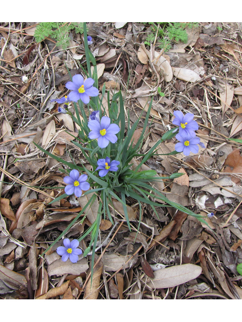 Sisyrinchium langloisii (Roadside blue-eyed grass) #33121