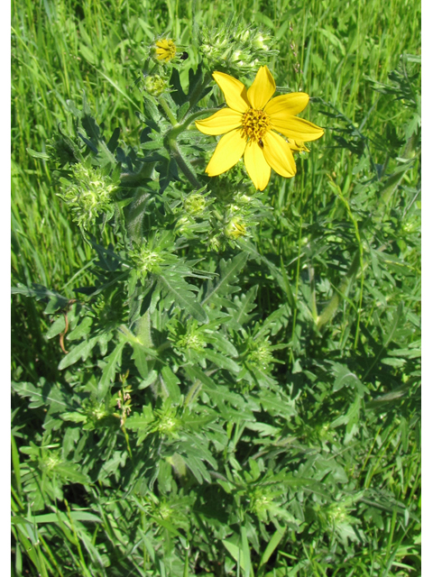 Engelmannia peristenia (Engelmann's daisy) #33125