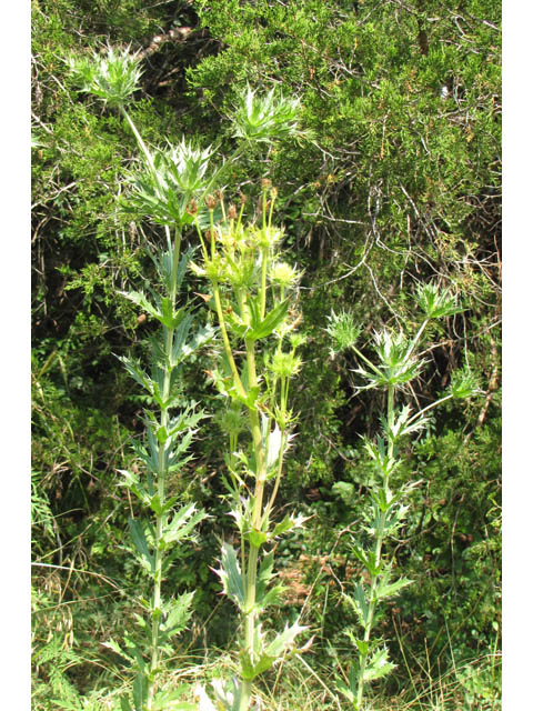 Eryngium leavenworthii (Leavenworth's eryngo) #33128