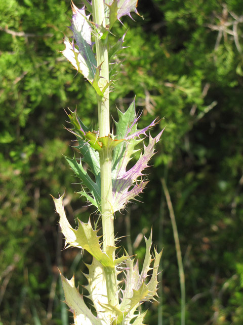 Eryngium leavenworthii (Leavenworth's eryngo) #33131