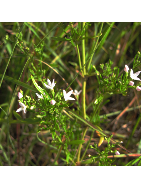 Stenaria nigricans var. nigricans (Diamondflowers) #33134